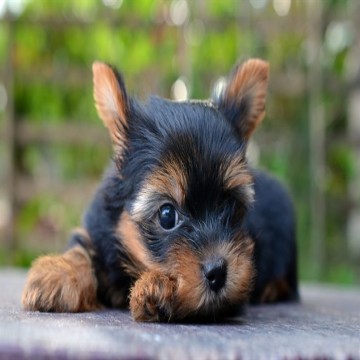 Johnson Yorkshire Puppies